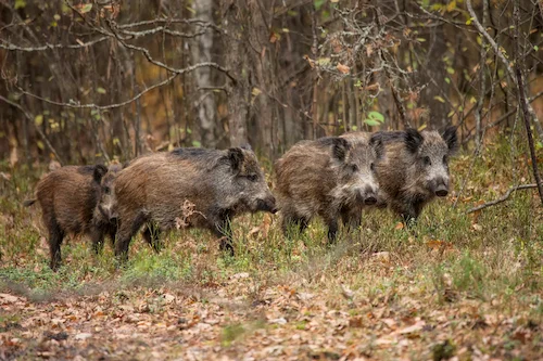 Wild boar hunting