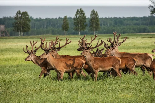 Red deer hunting