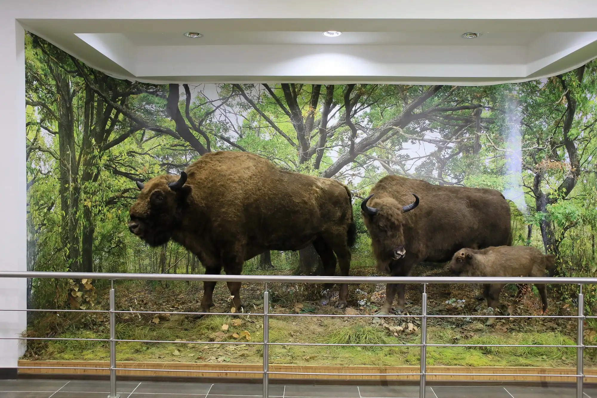 Чучело зубра в музее природы