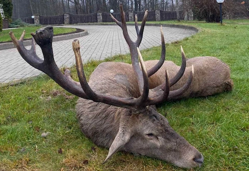 Охота на оленя благородного