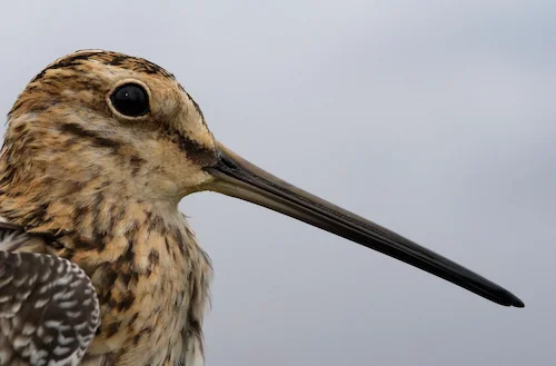 Snipe hunting