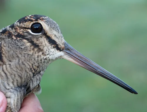 Waterfowl (except geese), marsh game, woodcock, feral pigeons, quail, pheasant, grey crows, magpies, and moose