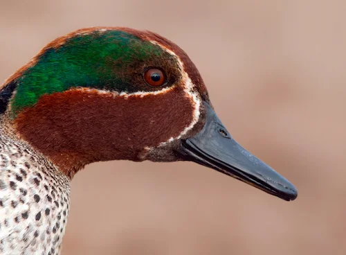Mallard hunting, sviyaz, сommon goldeneye, northern shoveler, common pochard, tufted pochard,  garganey, common teal