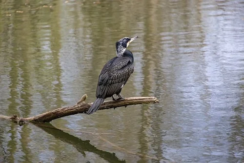 Hunting for wolf, fox, raccoon dog, grey crow, magpie, cormorant, grey heron and great egret