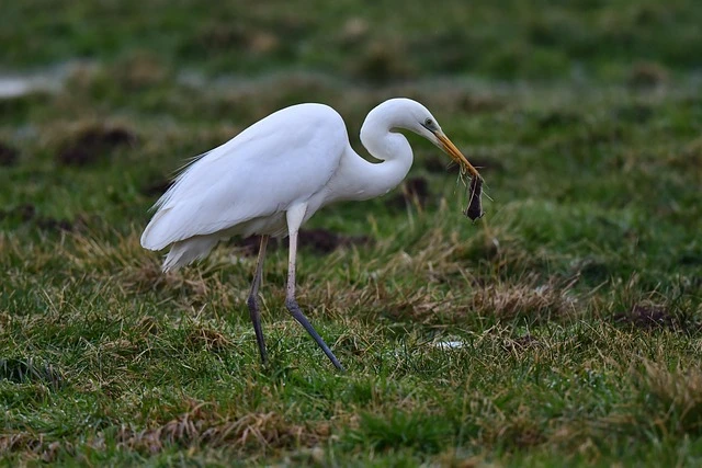 Охота на белую цаплю