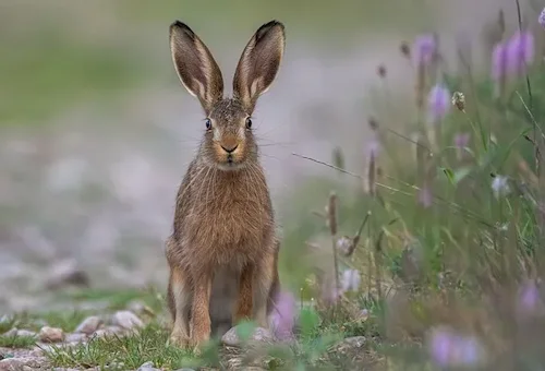 White Hare, European Hare hunting