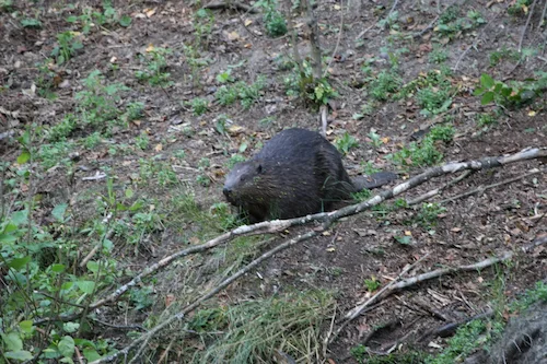 European beaver and otter hunting