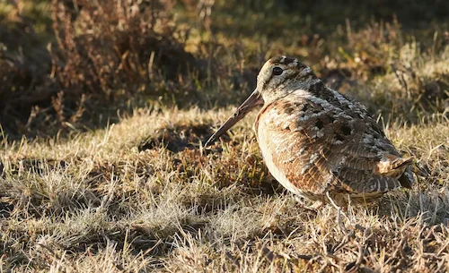 Охота на вальдшнепа на тяге