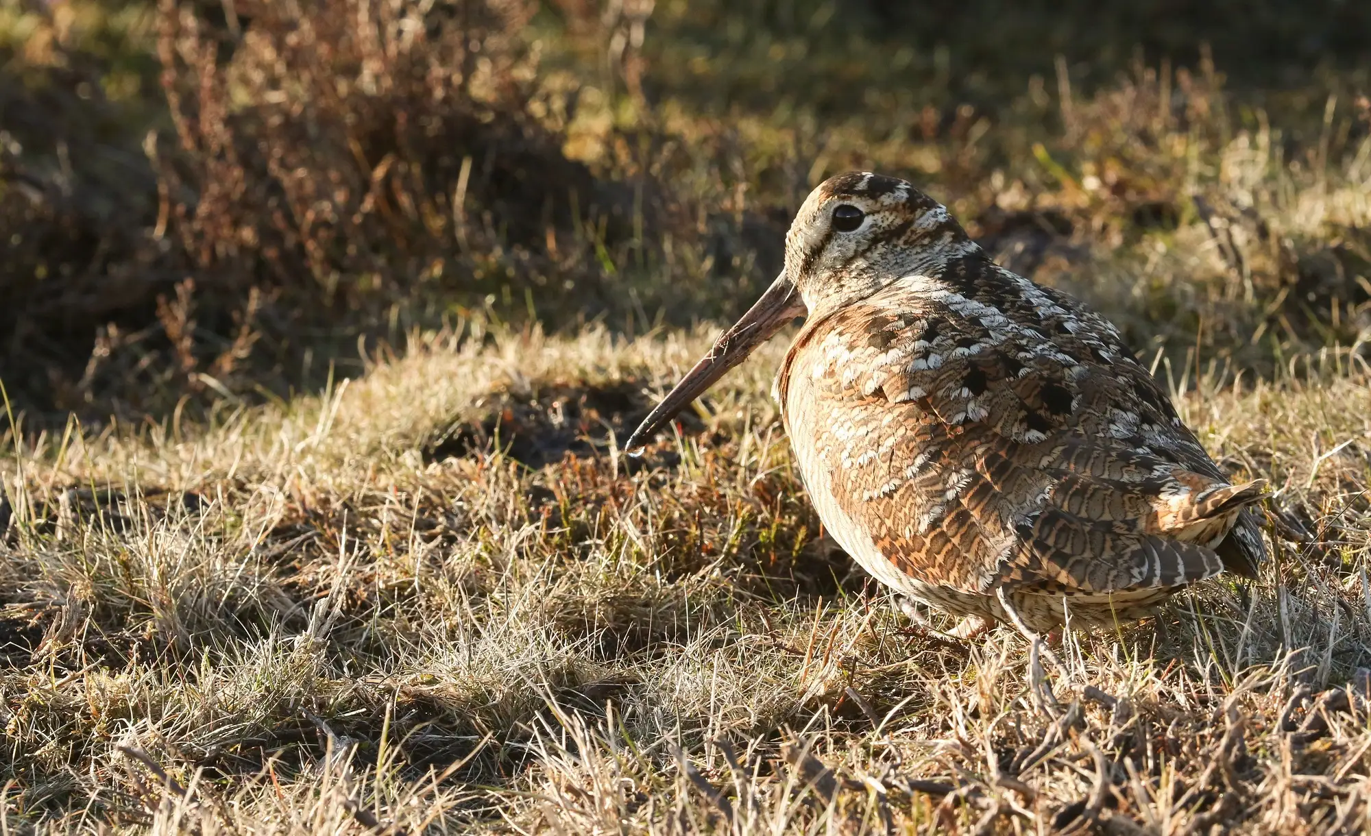 Весенняя охота на вальдшнепа на вечерней тяге