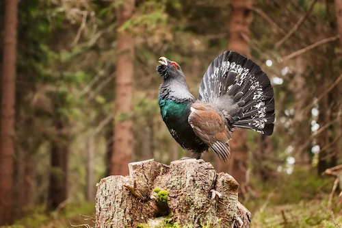 Охота на токующего самца глухаря