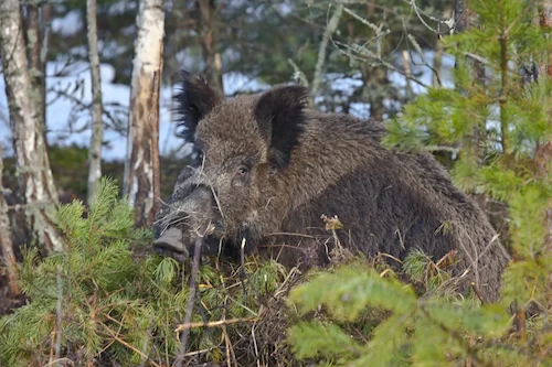 Wild boar hunt