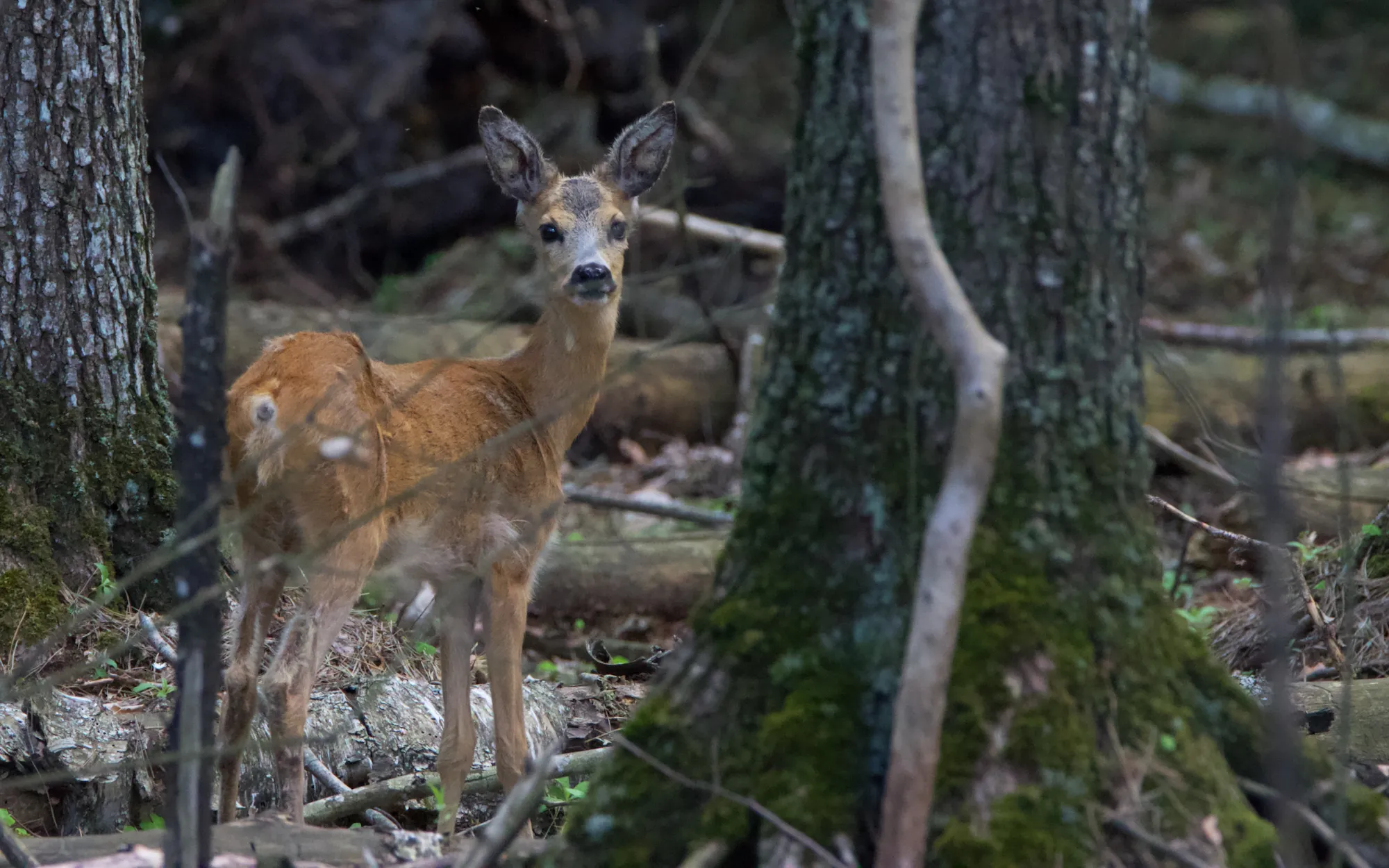 Трофейная охота на самца косули (сеголетка или взрослый самец)