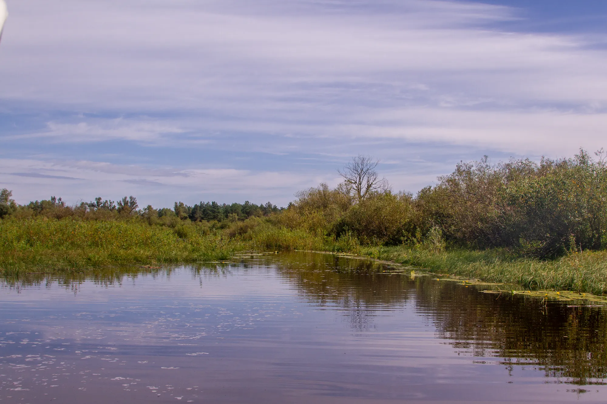 Летний день на Озере Приворот: солнце, зелень и чистая вода.