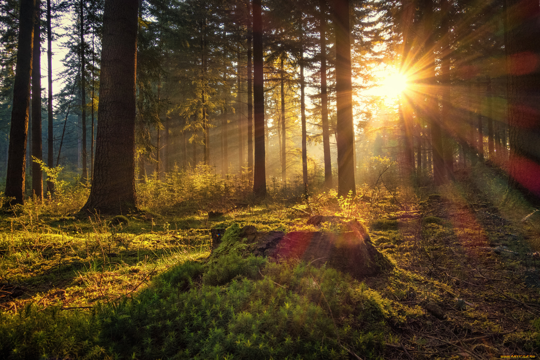 Сосновые леса Красносельского лесничества