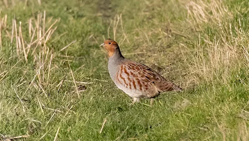 Grouse and partridge hunting