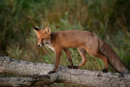 Wolf and fox hunting