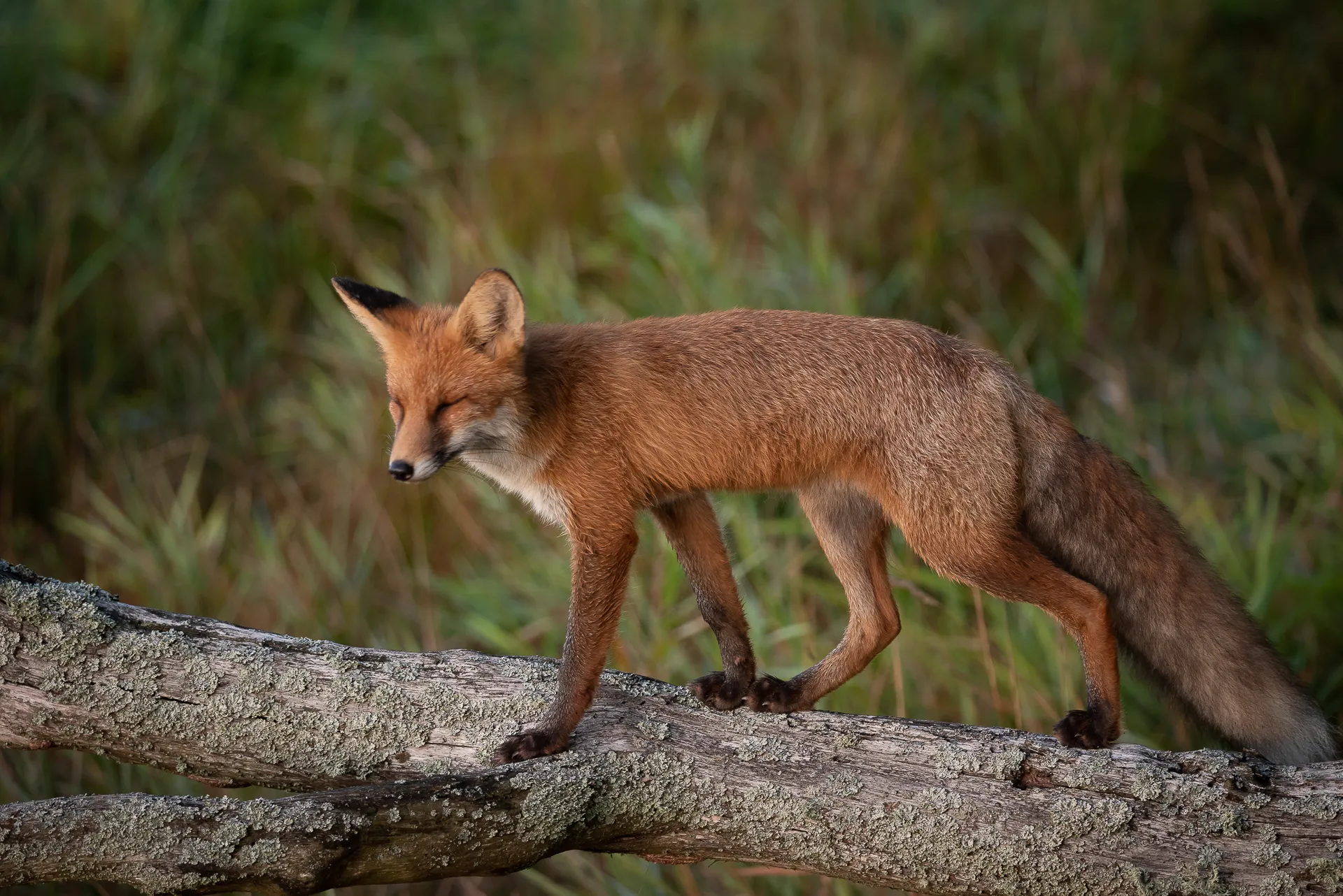 Охота на лисицу обыкновенную