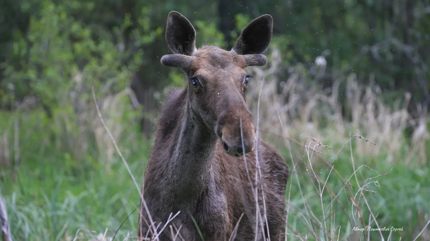 Охота на лося с подхода.