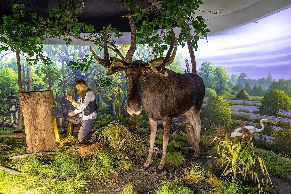 Экспонат «Благородный олень» в зоологической коллекции музея.