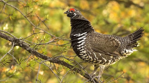 Wood grouse and black grouse hunting