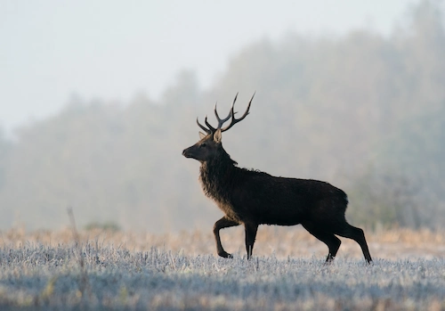 Premium hunting tour (for 1 person)