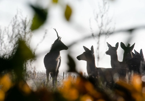 Economy hunting tour (for 1 person)