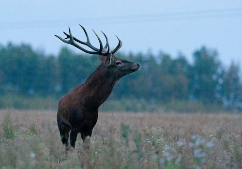 VIP hunting tour (for 1 person)