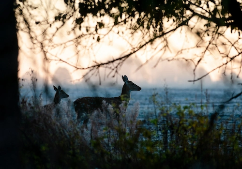 ULTRA Economy hunting tour (for 1 person)