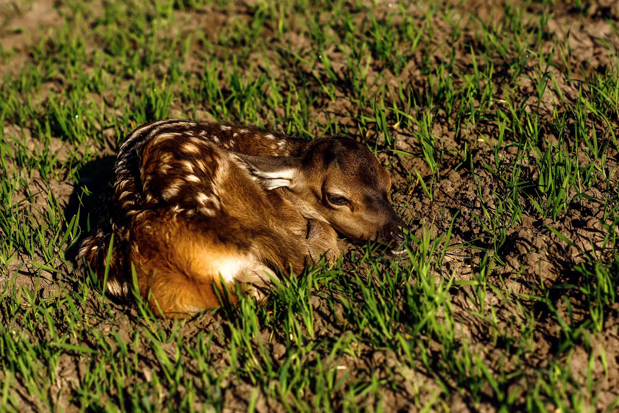 Олень спокойно лежит на земле, сложив ноги под себя.