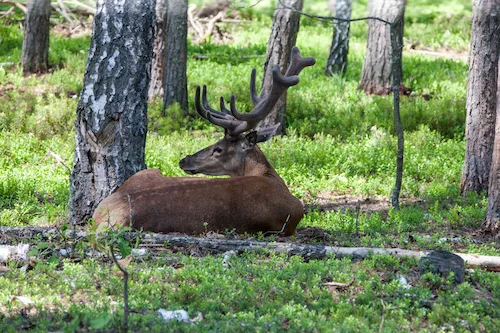 Охота на трофейного самца оленя благородного