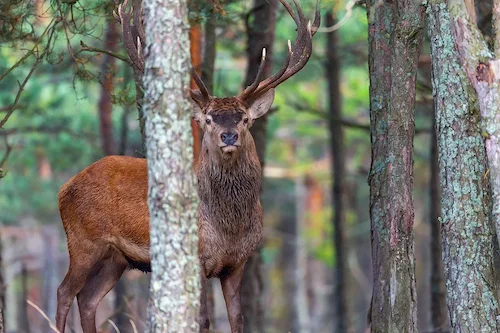 Охота на взрослого самца оленя благородного, сеголетков