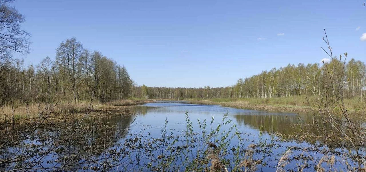 Пруд Переровский: живописный водоем в сосновом лесу.