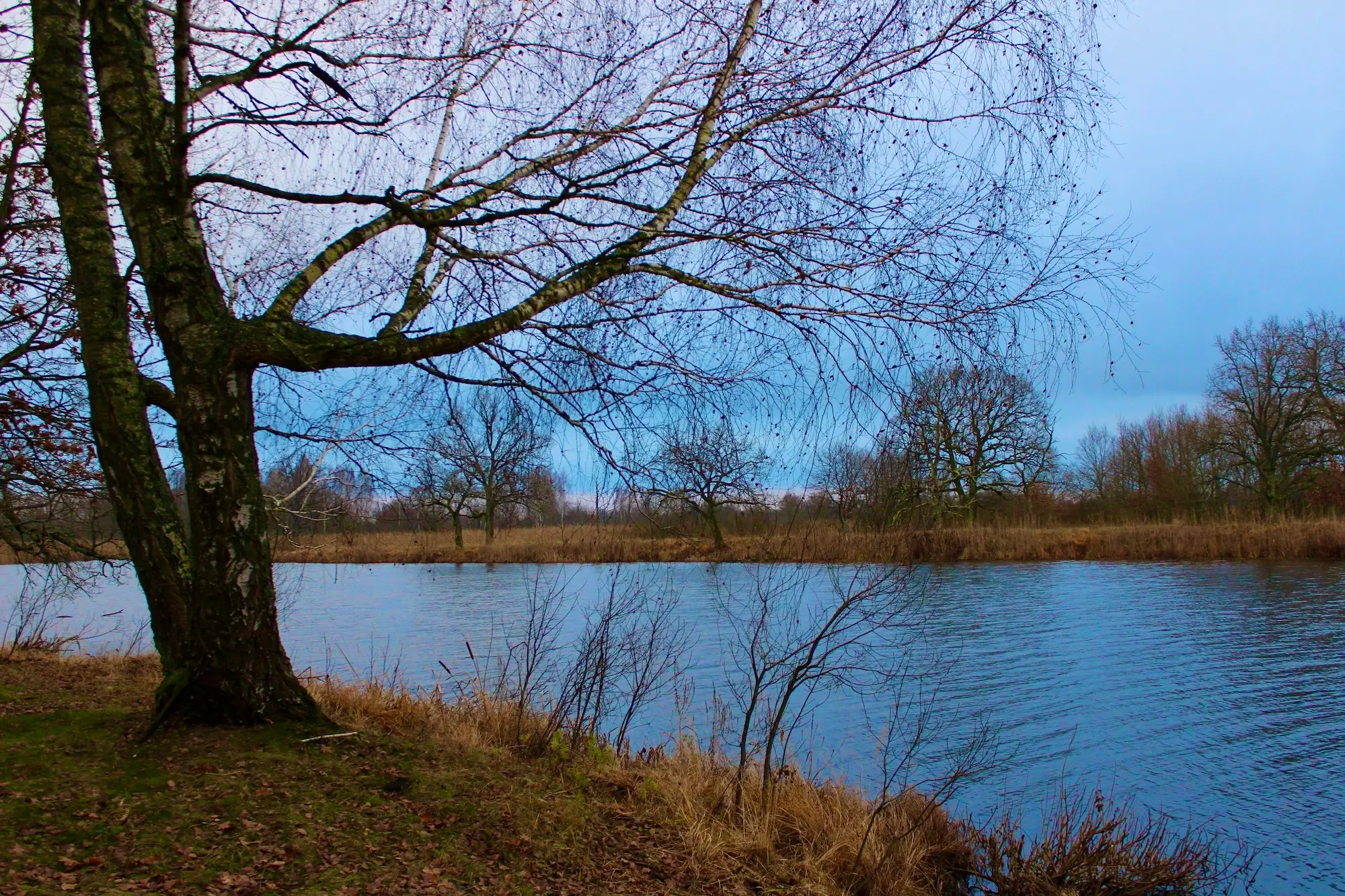 Золотая осень на берегах Озера Плищин.