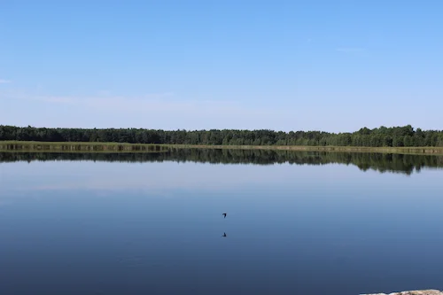 Сажалка № 10