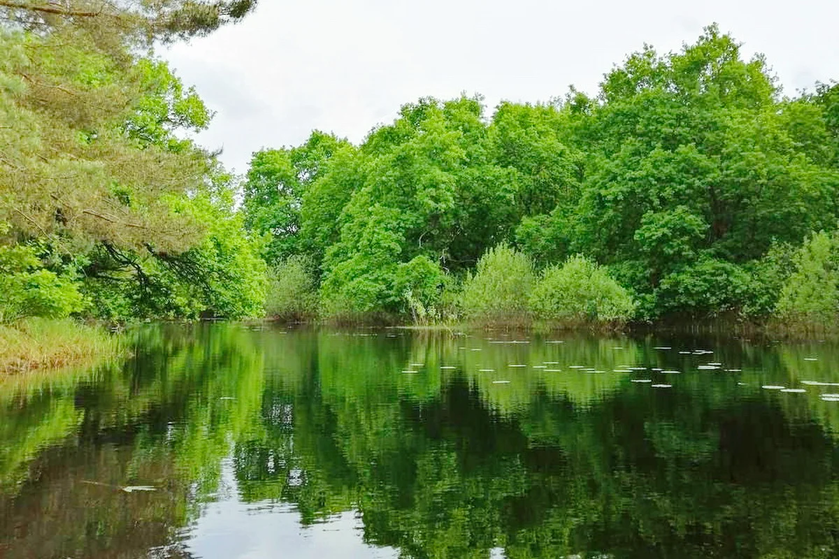 Прибрежные заросли ольхи, ивы и черемухи.