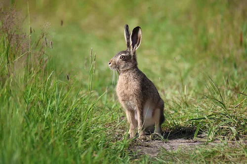Охота на пушных зверей