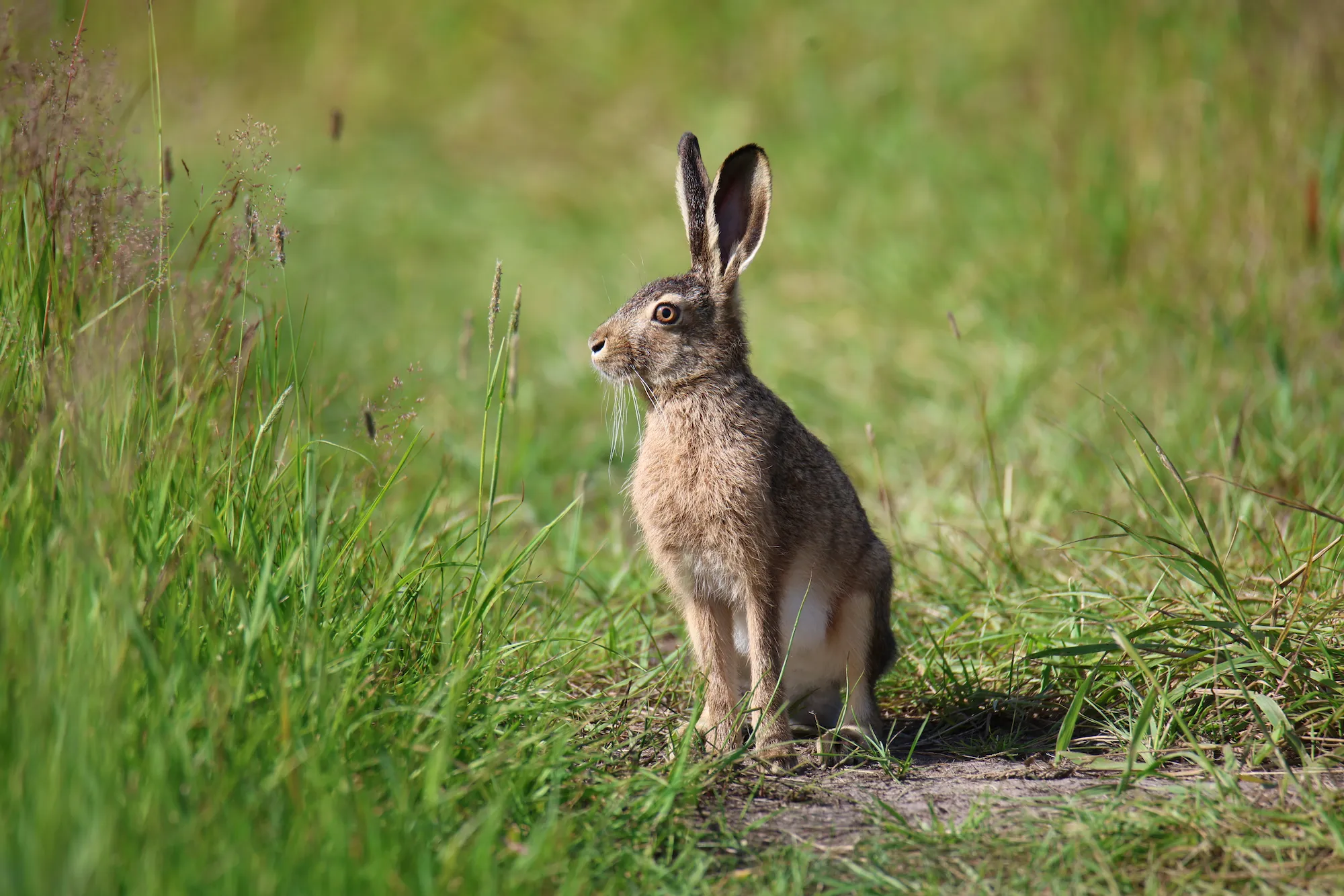 Осенне-зимняя охота на зайца с гончими