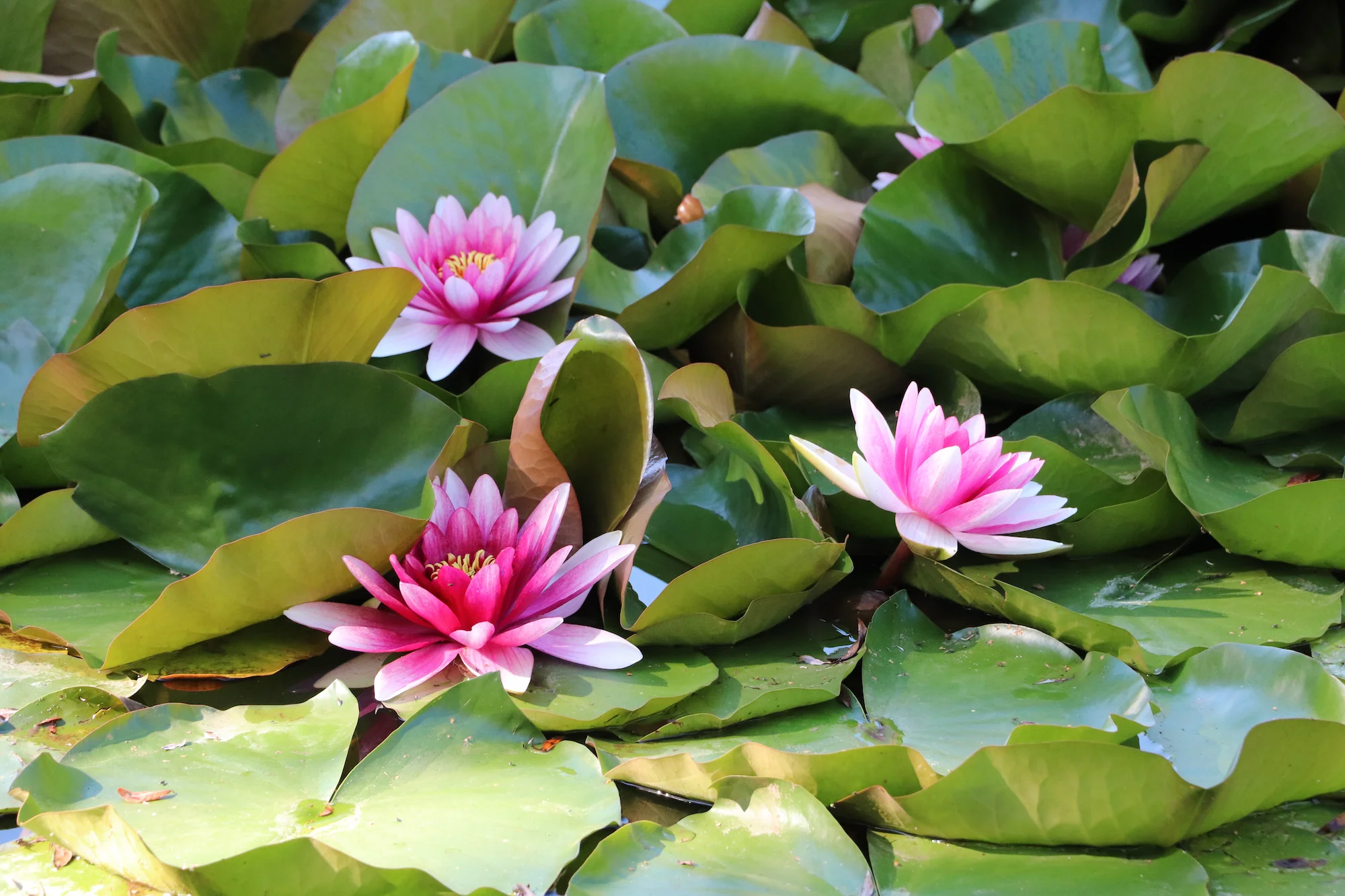 Дендрологический сад как парк: цветение, осенние краски.