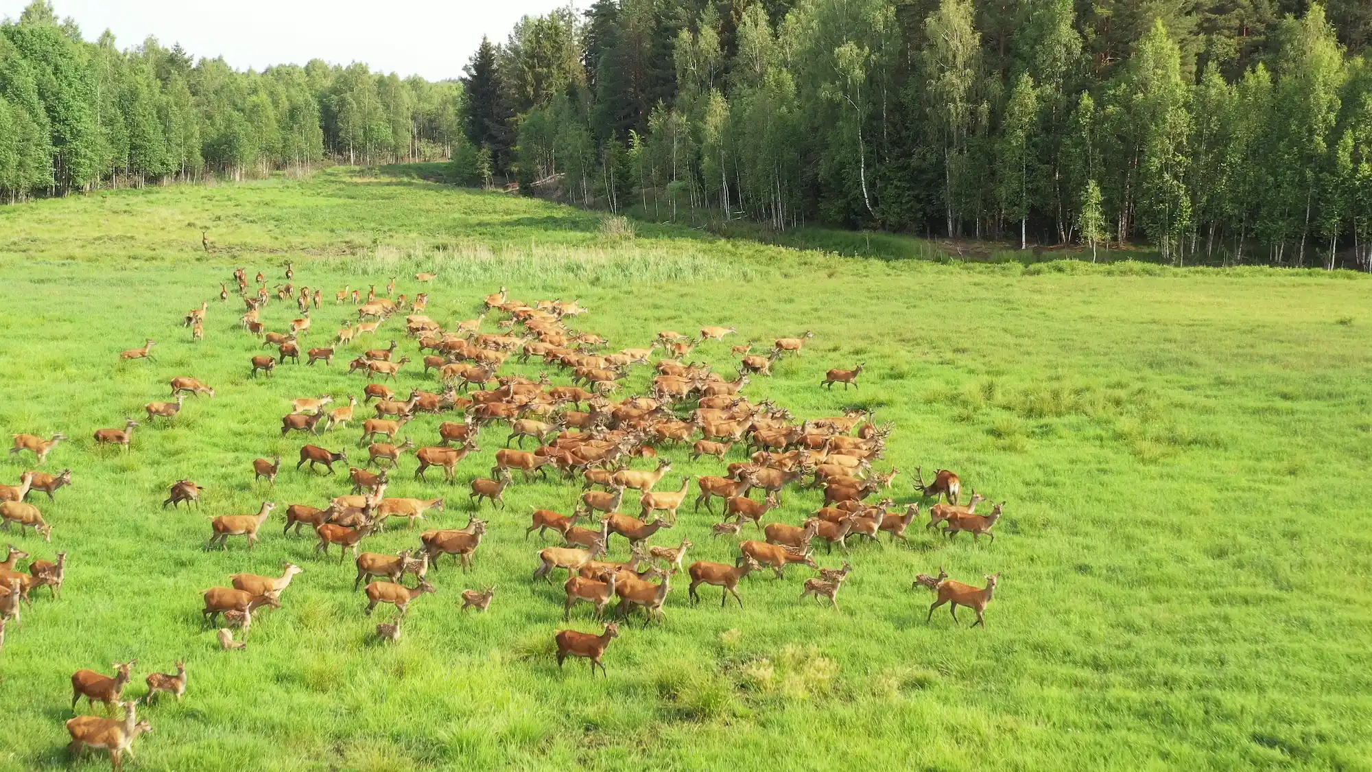 Стадо оленей в сафари-парке.