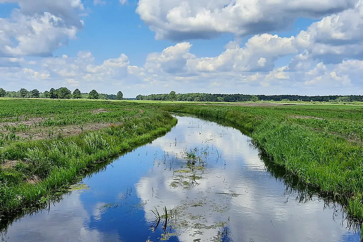 Река Скрипица — извилистая лесная река с чистой водой и песчаными отмелями.