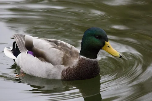 Охота на селезня