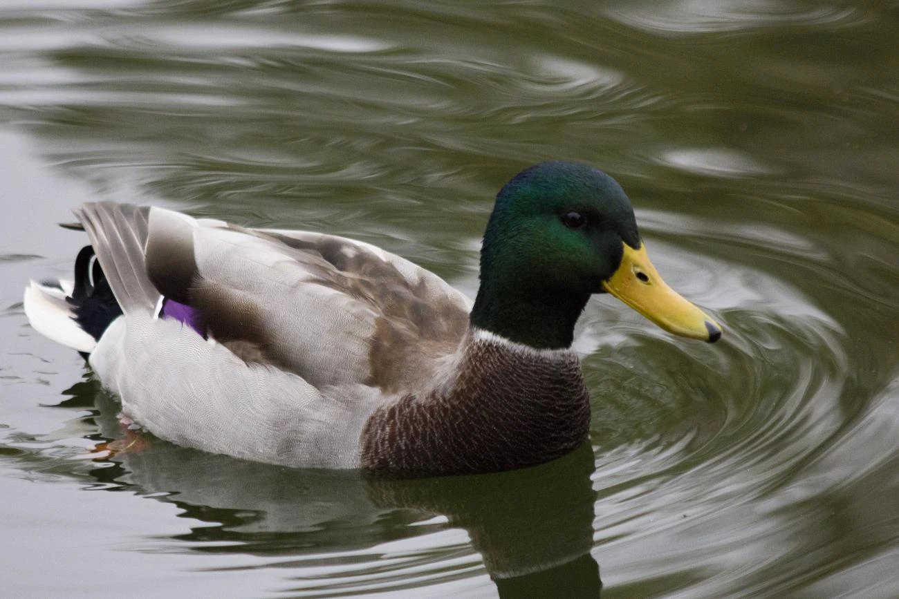 Весенняя охота на селезня с подсадной уткой