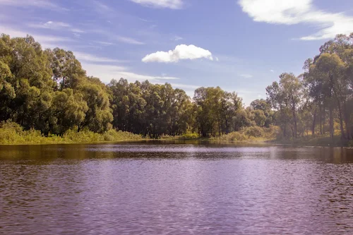 Воз. Старая рака