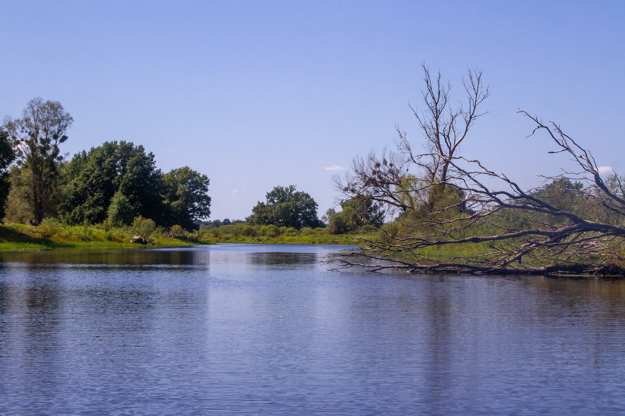 Летний день на Озере Стара Река: тихая вода, заросшая кувшинками у берегов.