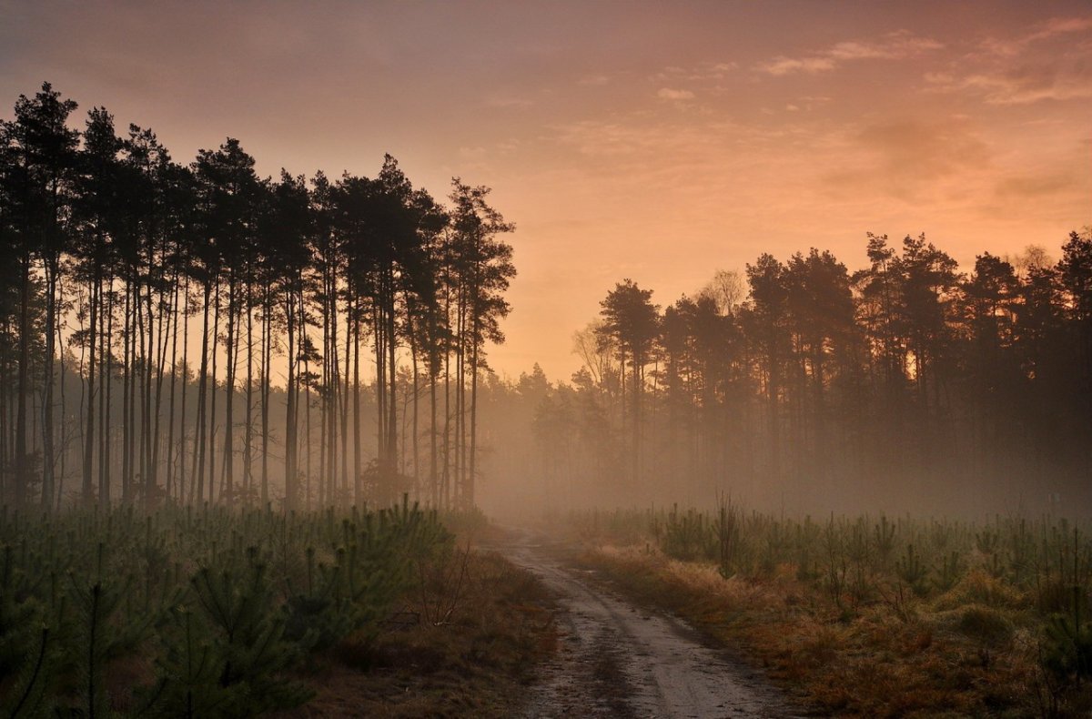 Хвойный лес в утреннем тумане, Тетеринское лесничество, Беларусь