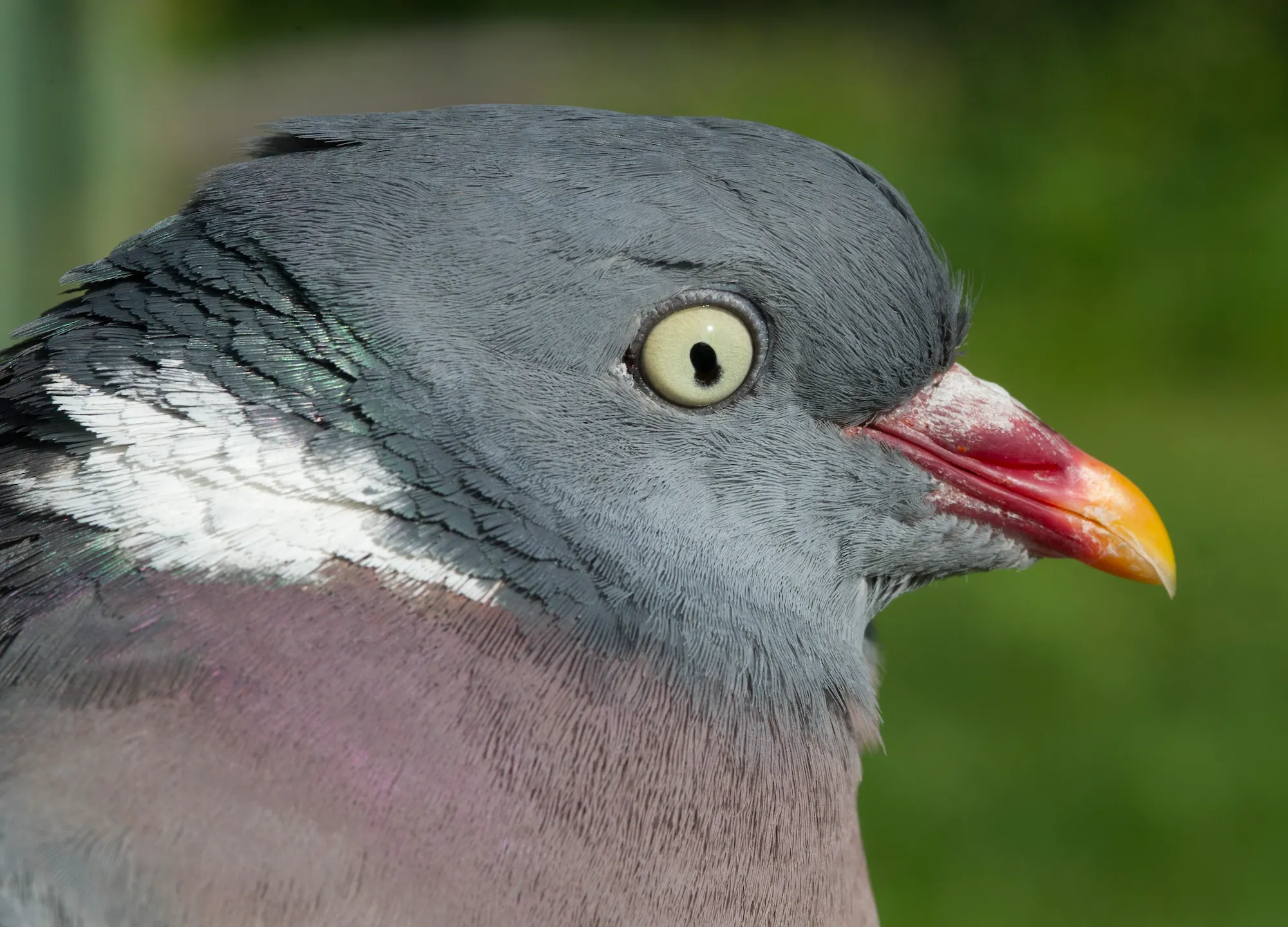 Охота на вяхиря - самого крупного дикого голубя. Секреты скрадка и маскировки.