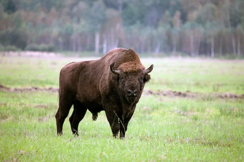 Bison hunting (reserve gene pool)