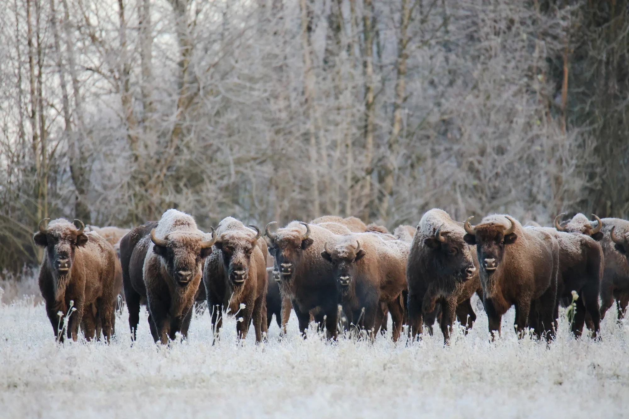 Охота на зубра (резервный генофонд) в Беларуси